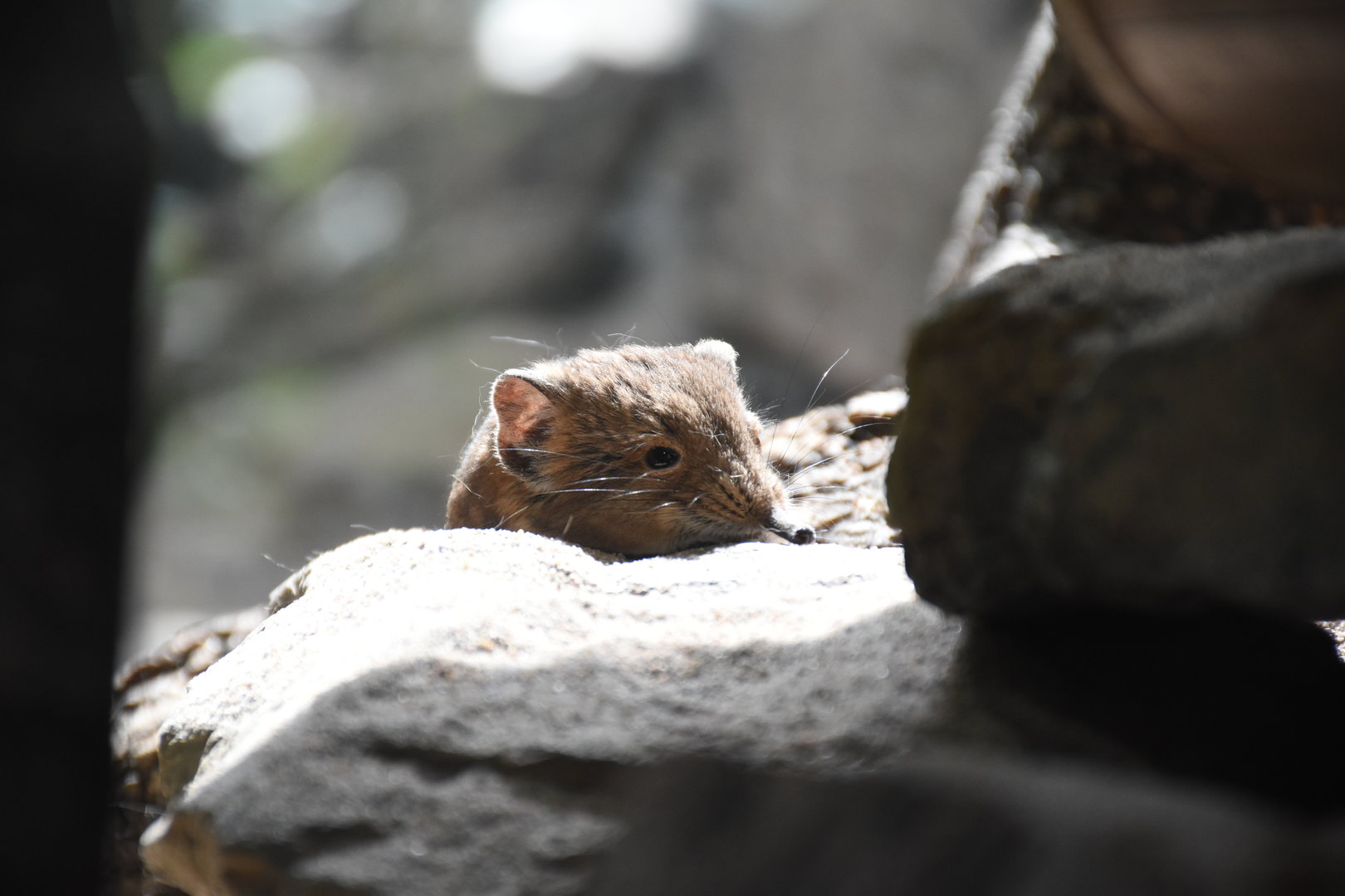 Round-eared elephant shrew