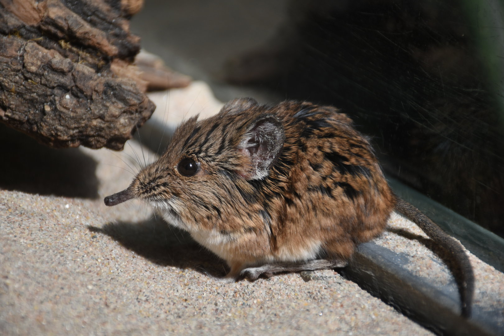 Round-eared elephant shrew