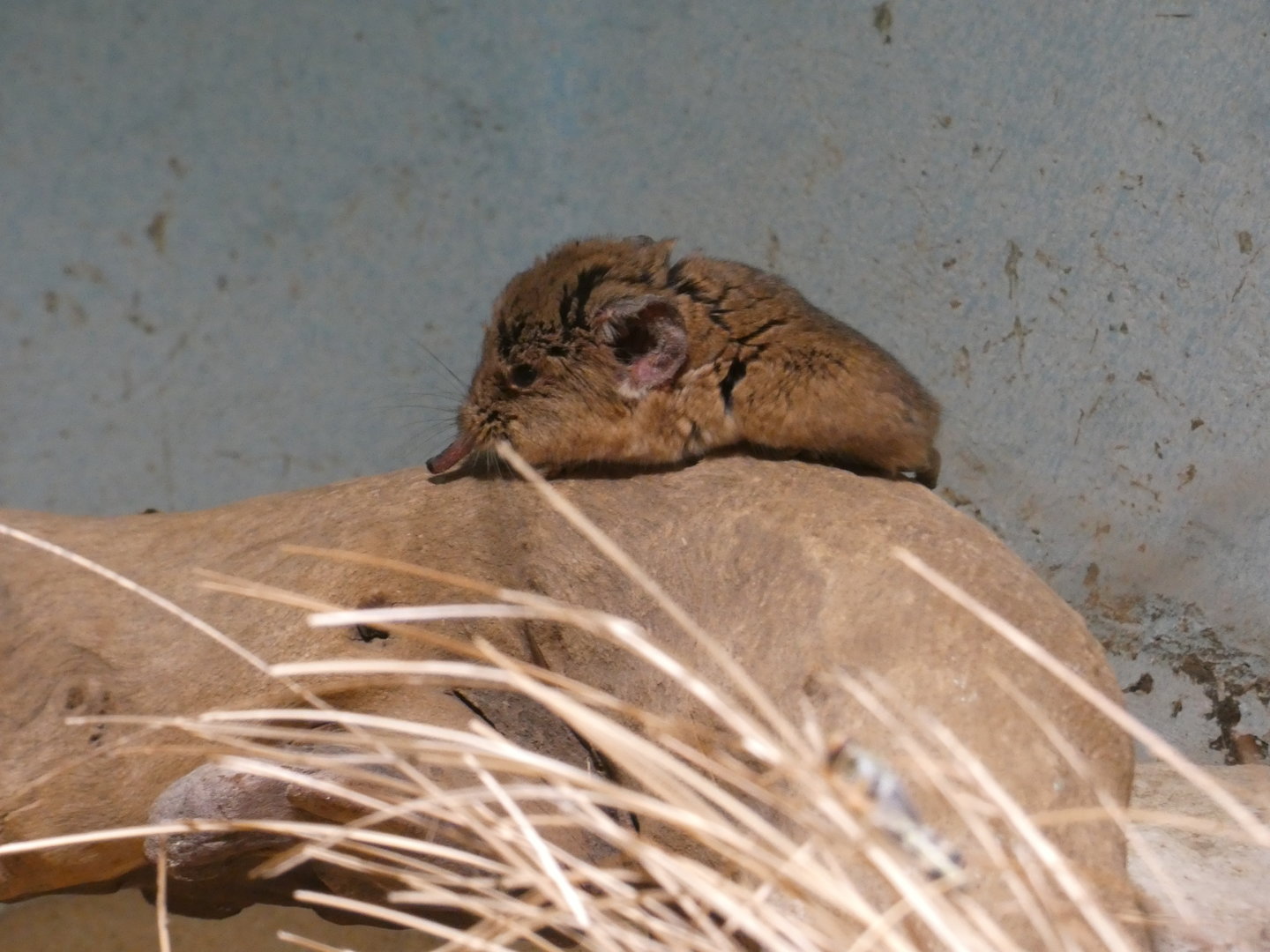 Round-eared elephant shrew