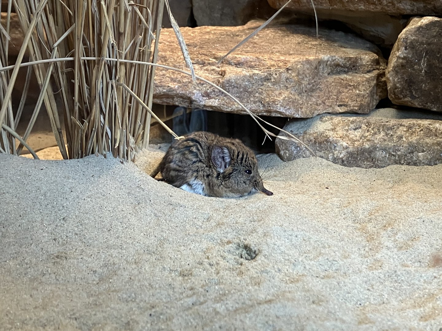 Round-eared elephant shrew