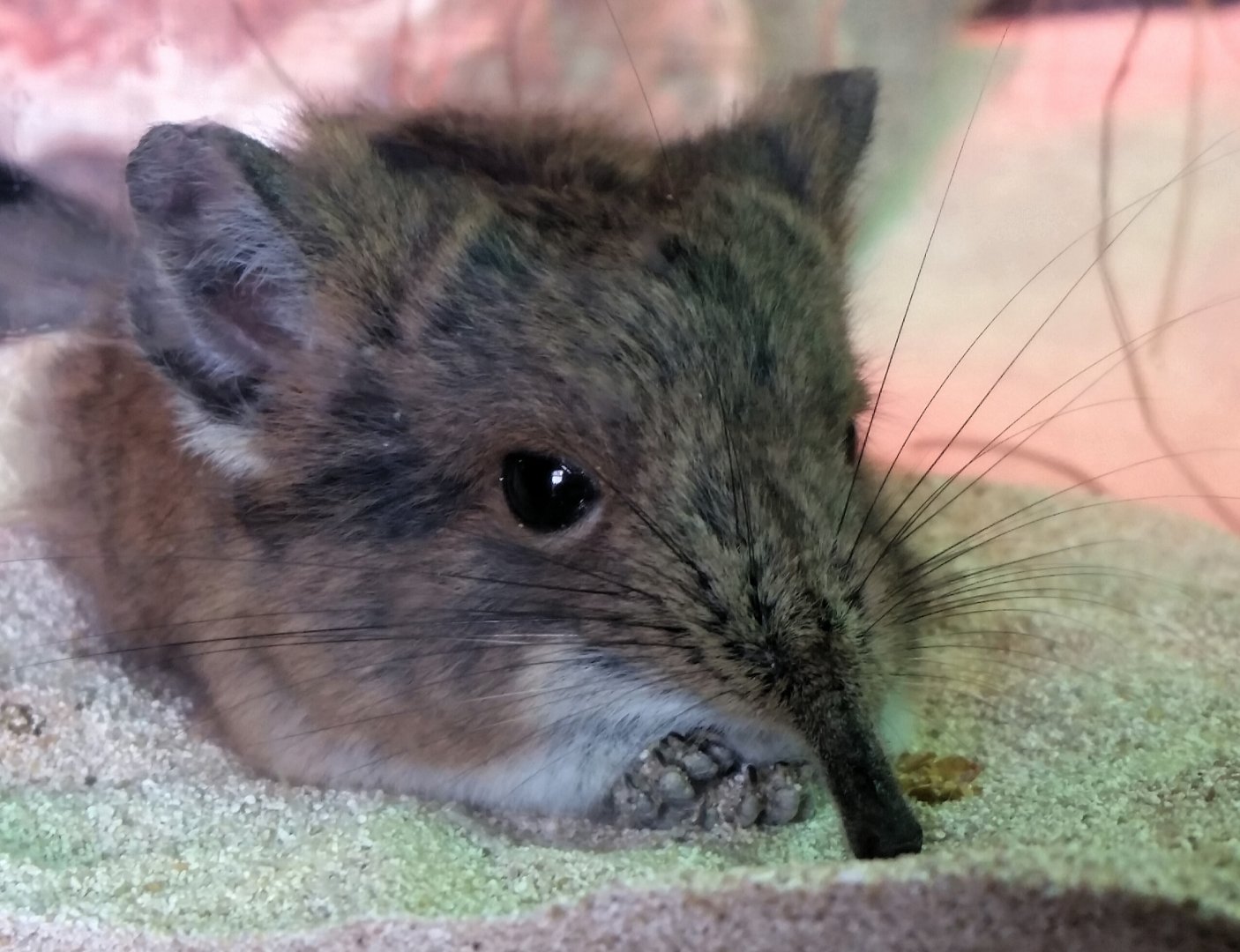 Round-Eared Sengi, 2018