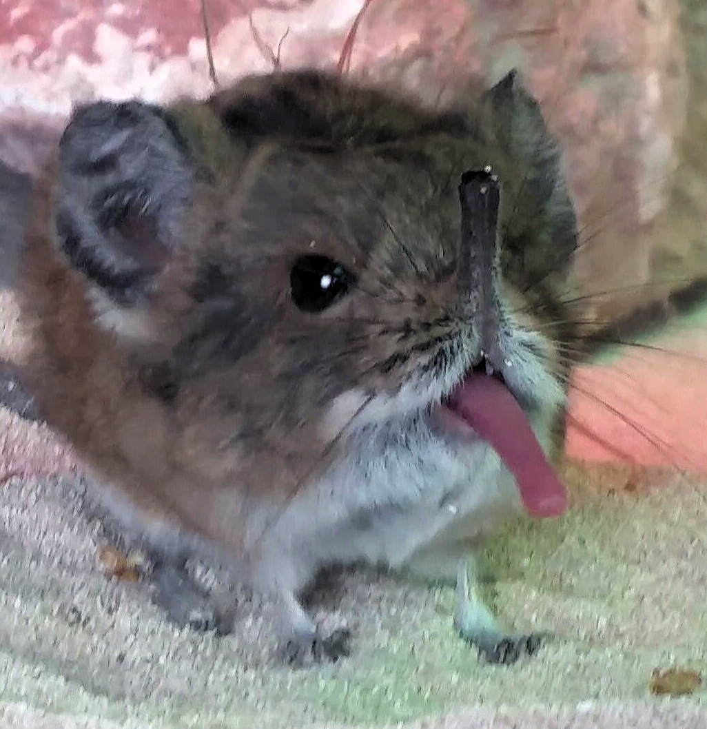 Round-Eared Sengi, 2018