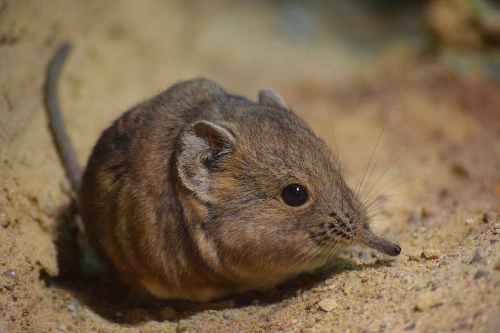 Round-eared sengi - August 2019