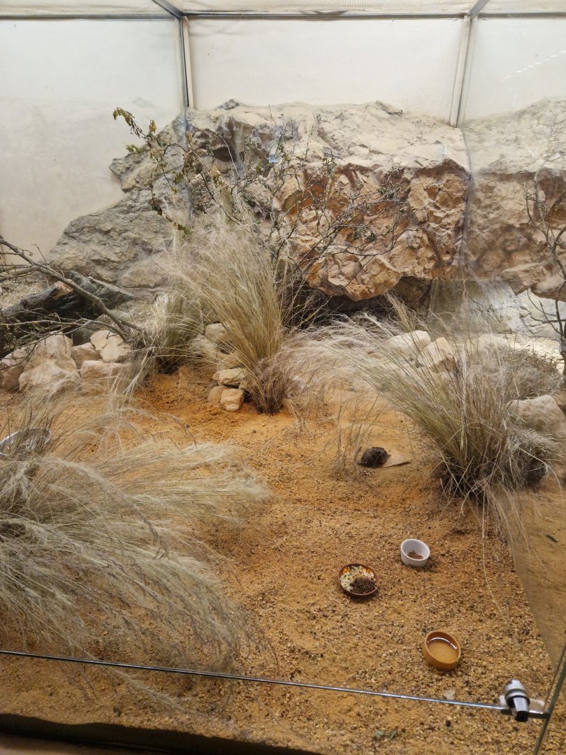 Round-eared sengi enclosure