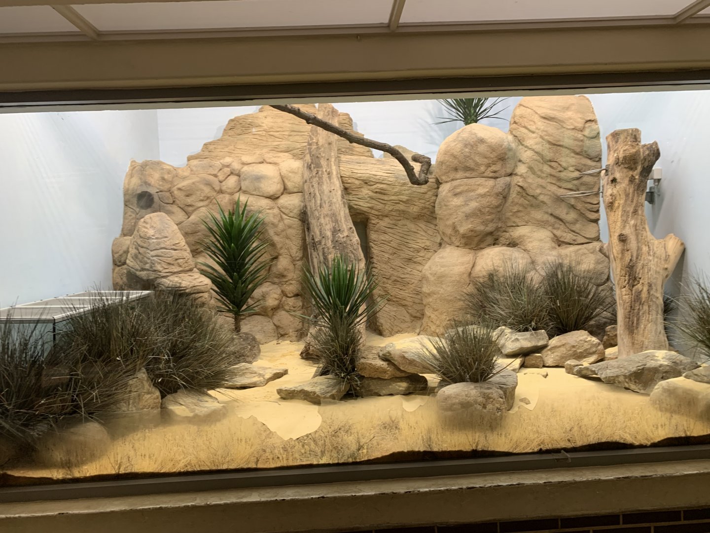 Round-eared Sengi enclosure