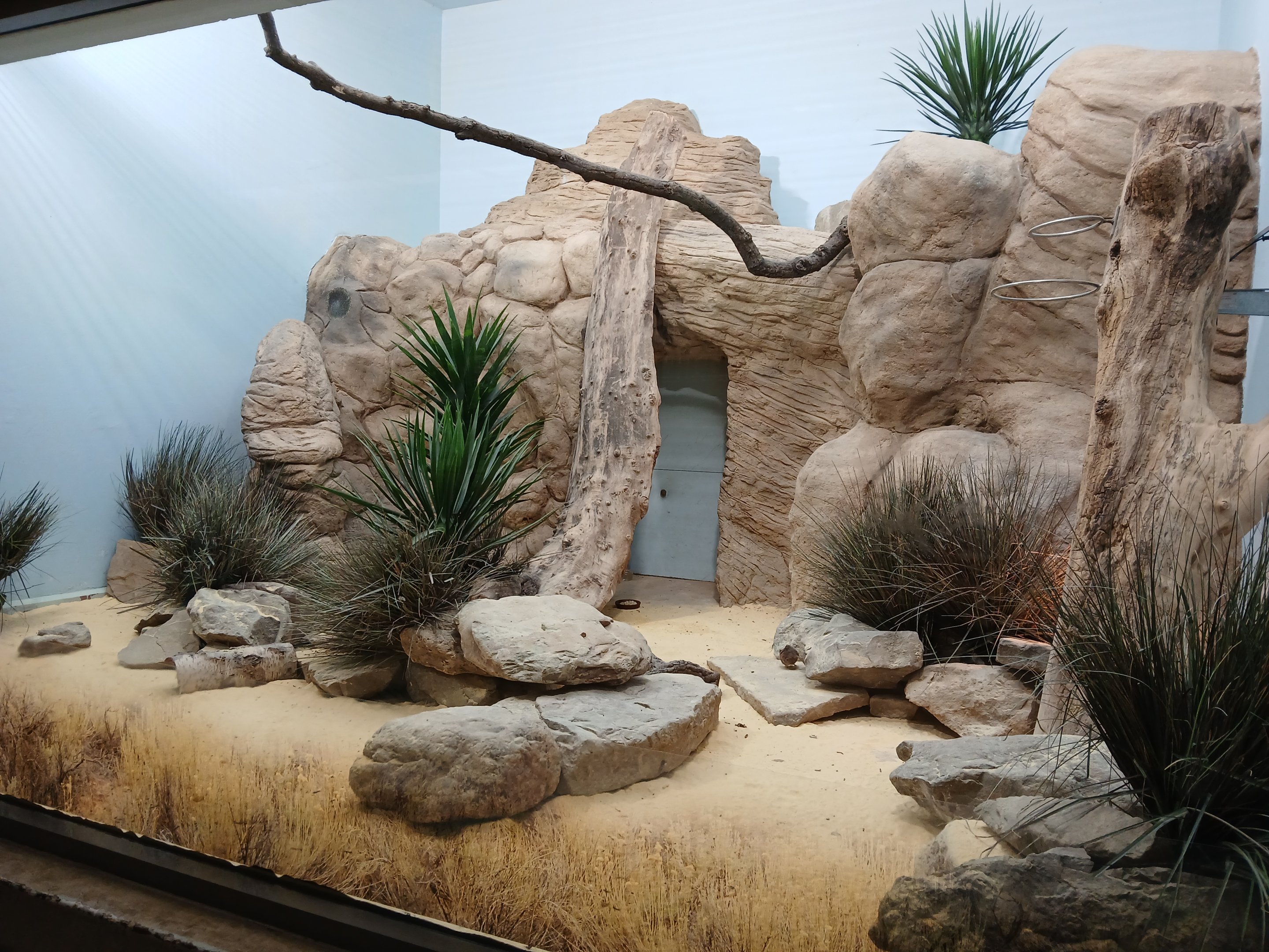 Round-Eared Sengi exhibit (30th September 2025)