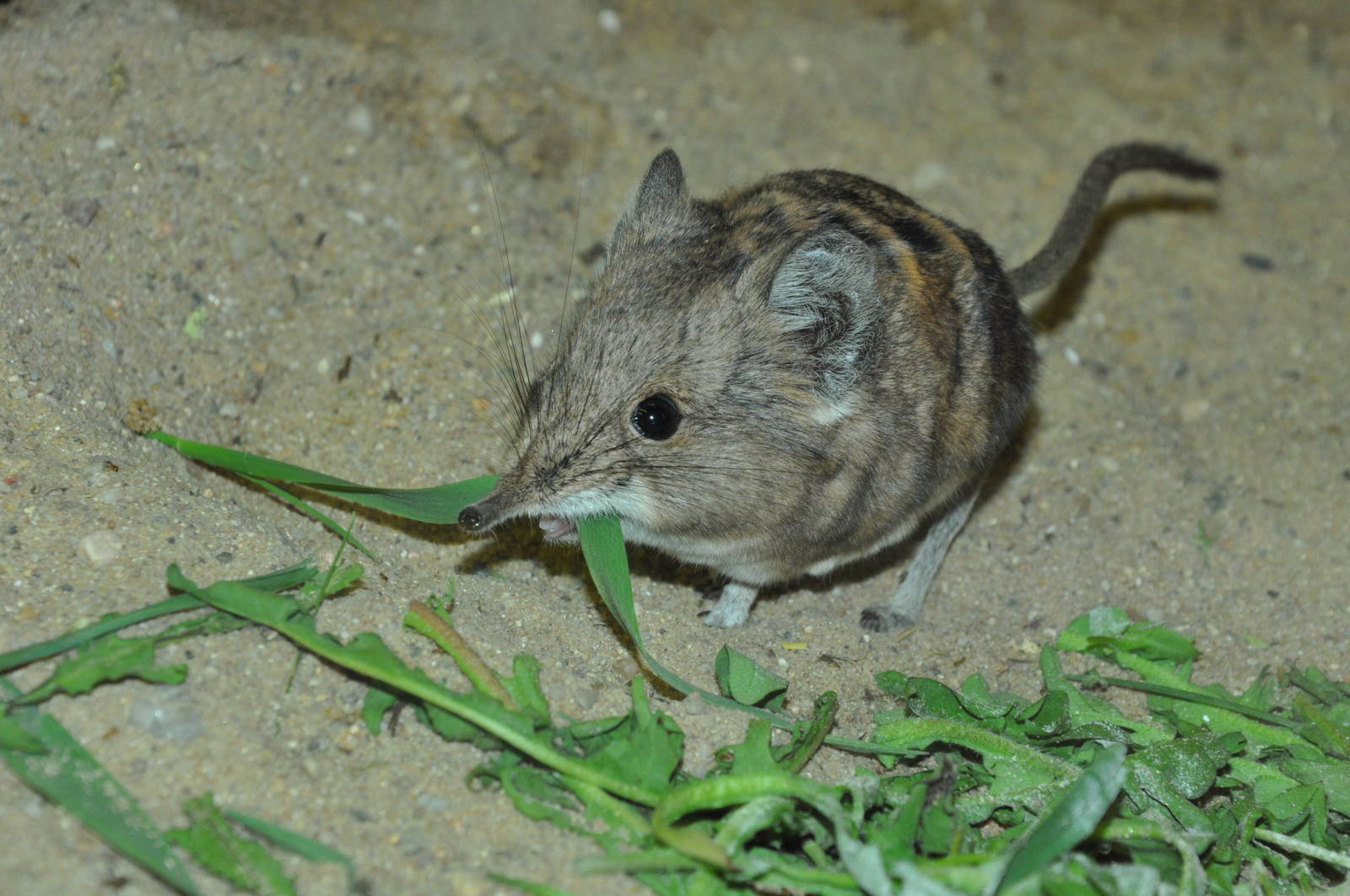 Round-eared sengi (Macroscelides proboscideus)