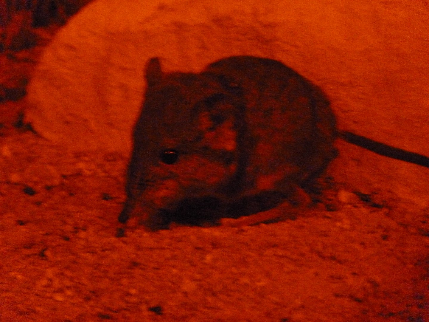 Round-eared sengi -Zoo Plzeň (2025)