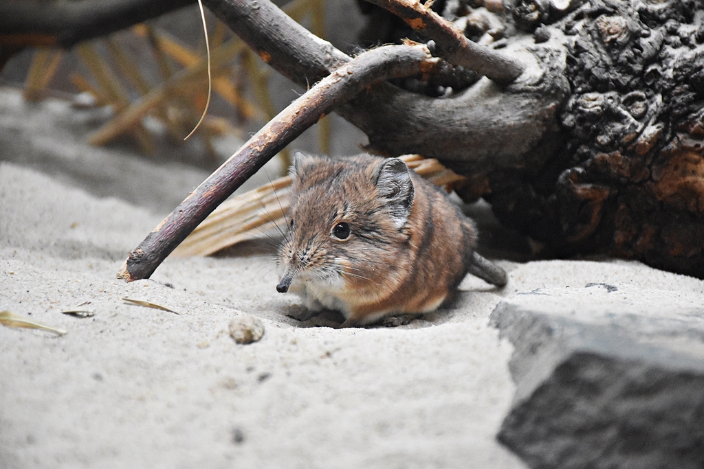 round-eared sengi