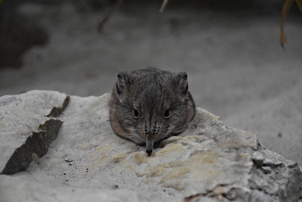 round-eared sengi