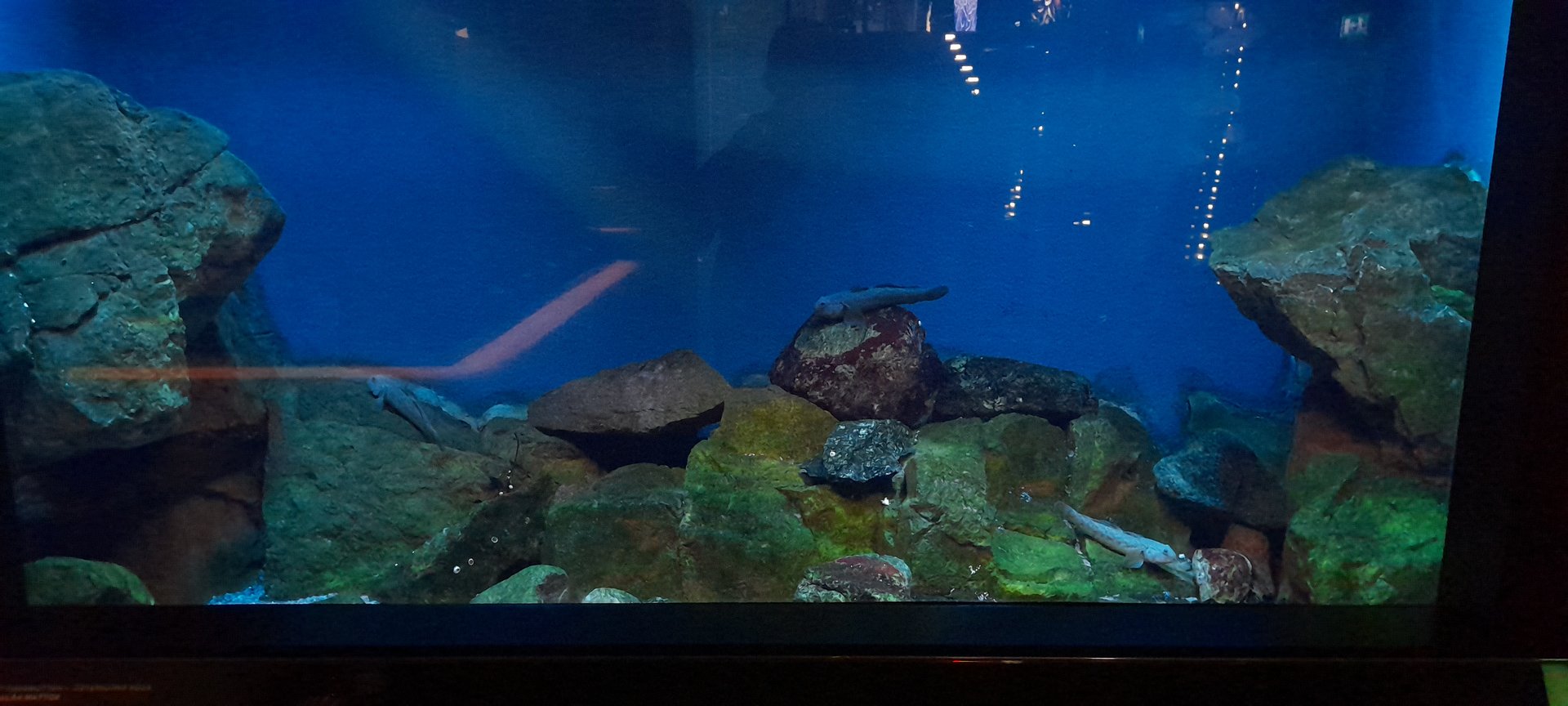 Round goby and Shorthorn sculpin aquarium