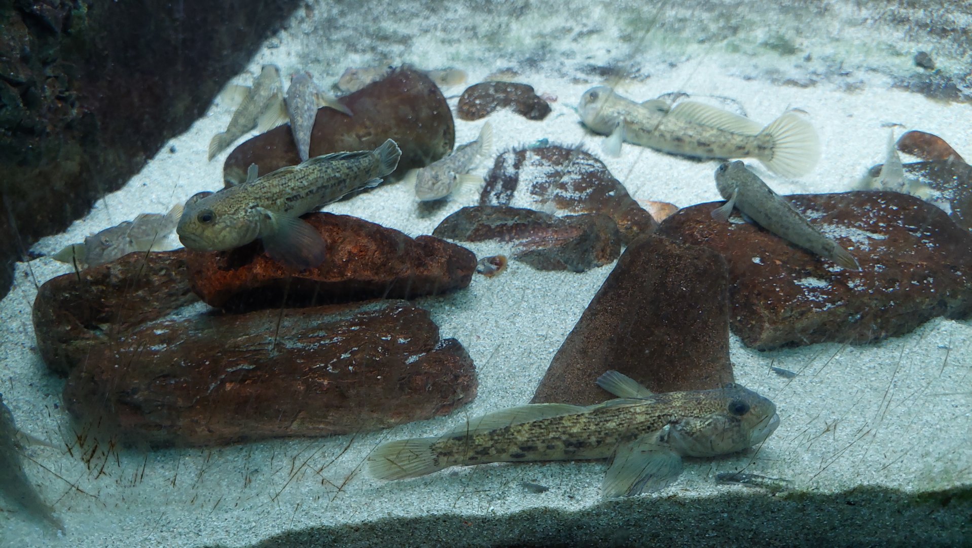 Round goby in rocky shore tank