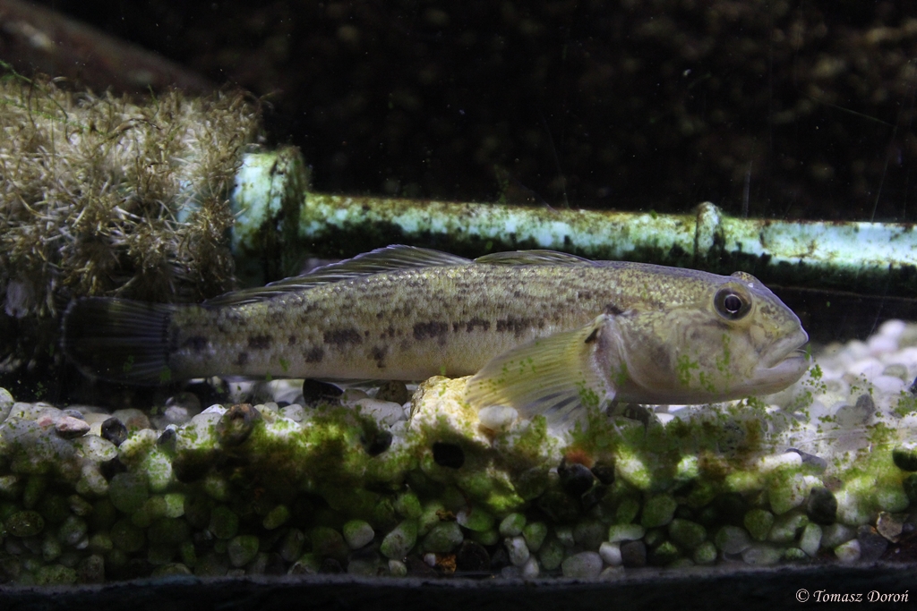 Round Goby (Neogobius melanostomus)