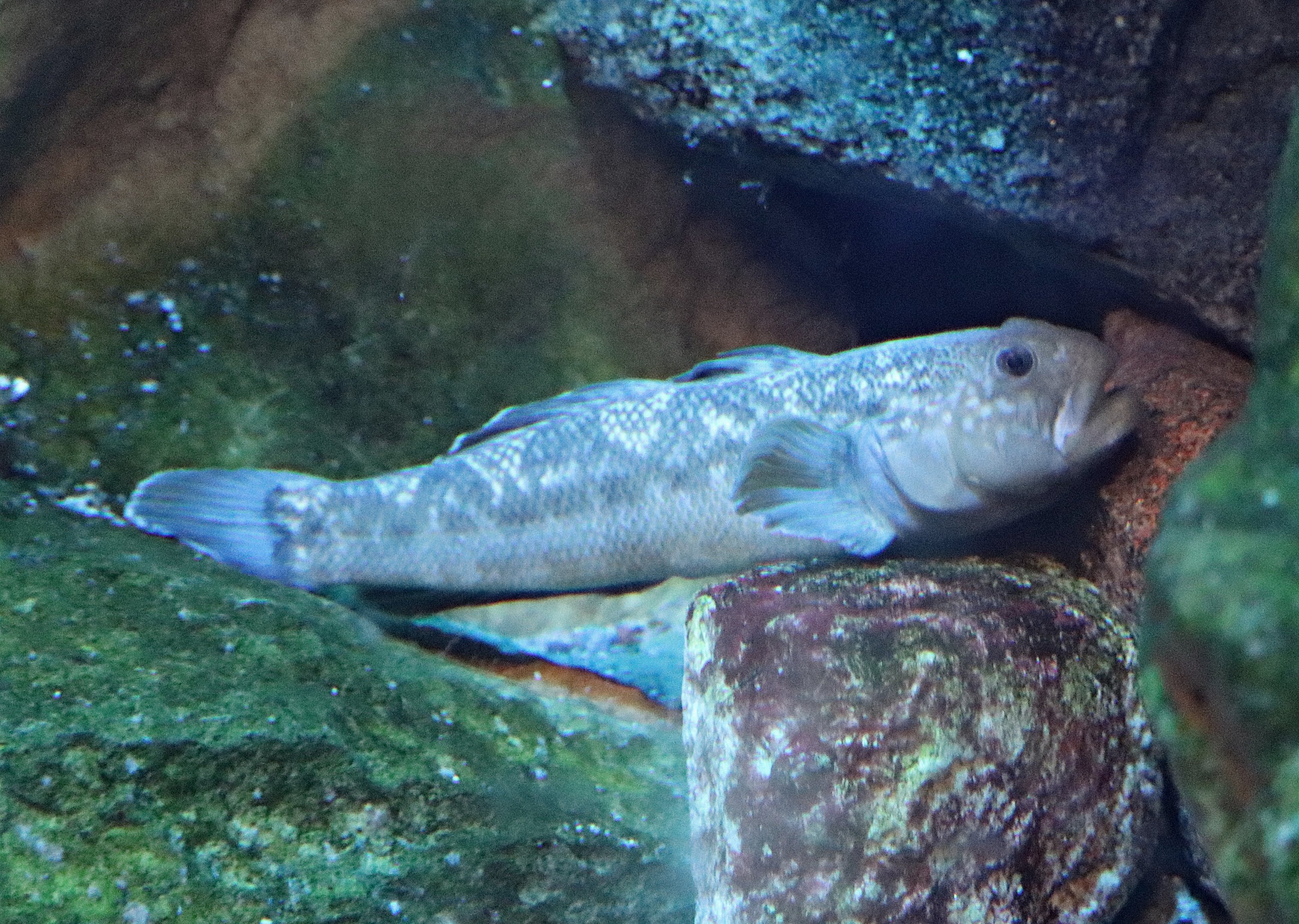Round goby (Neogobius melanostomus)