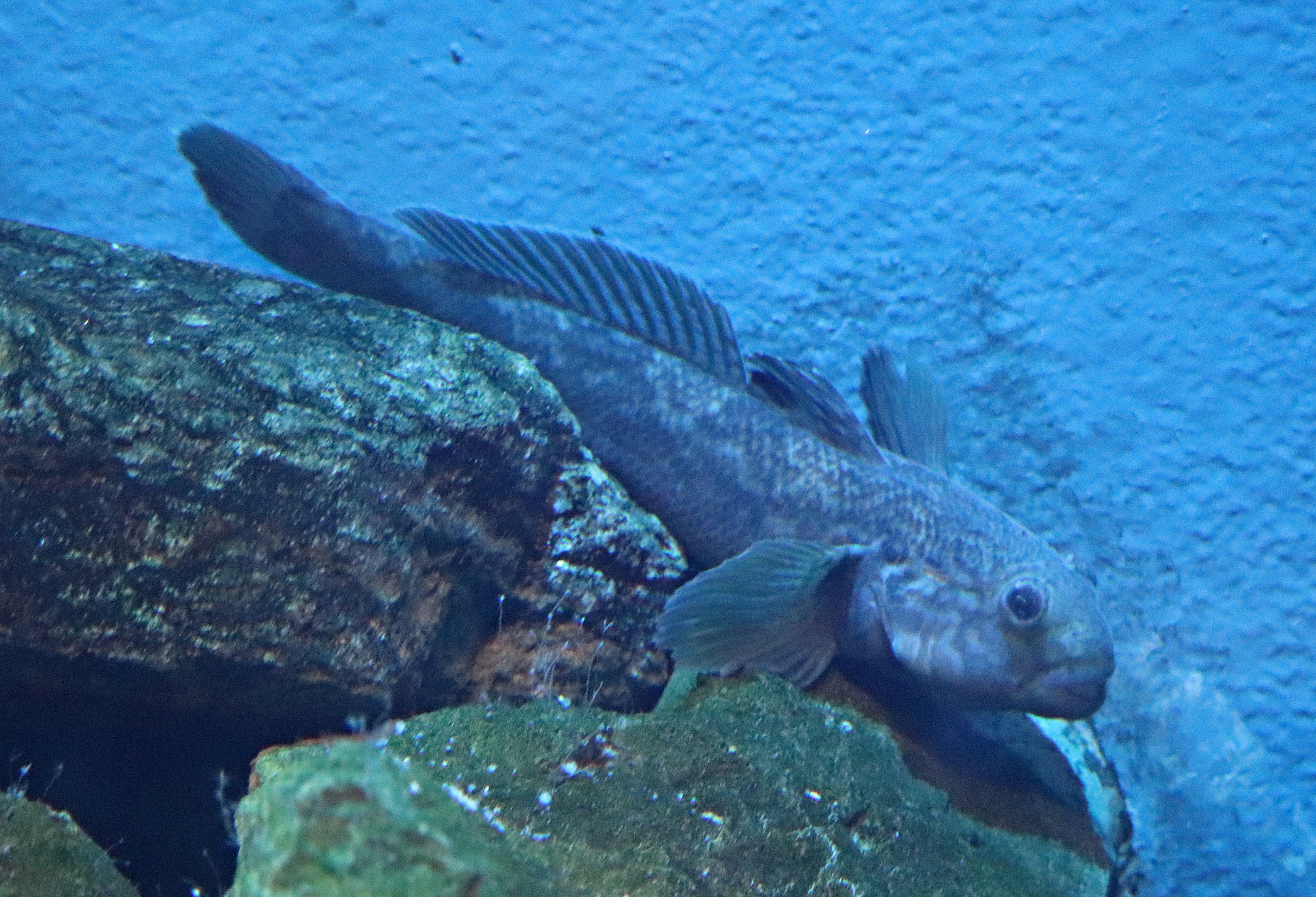 Round goby (Neogobius melanostomus)