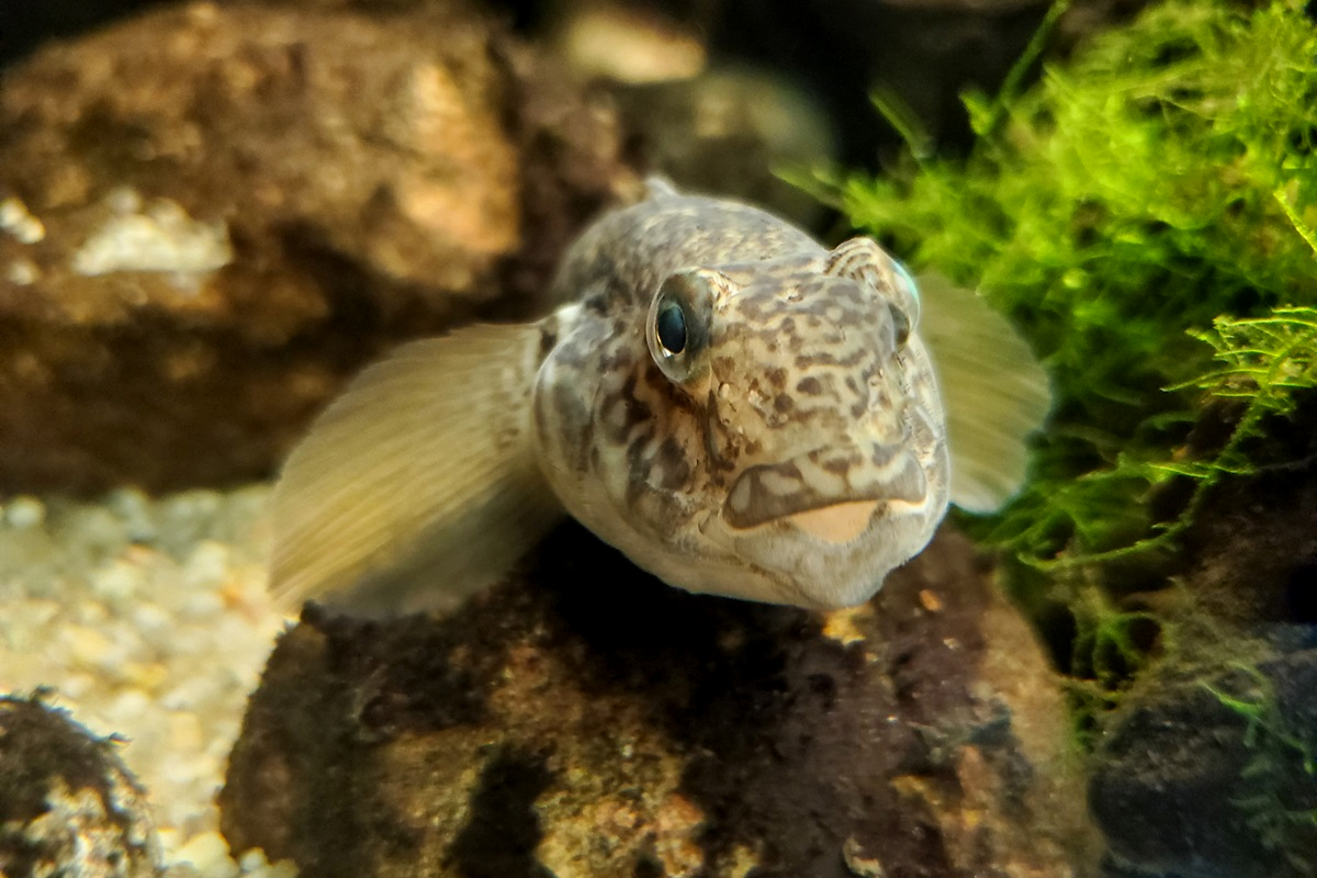 Round Goby (Neogobius melanostomus)