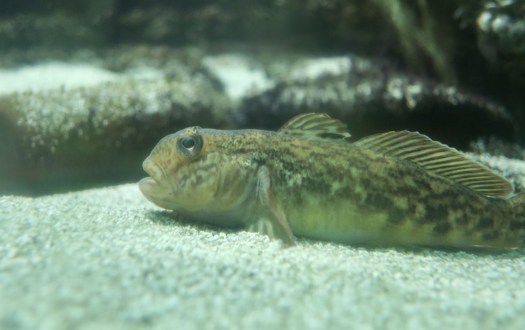 Round Goby (Neogobius melanostomus)