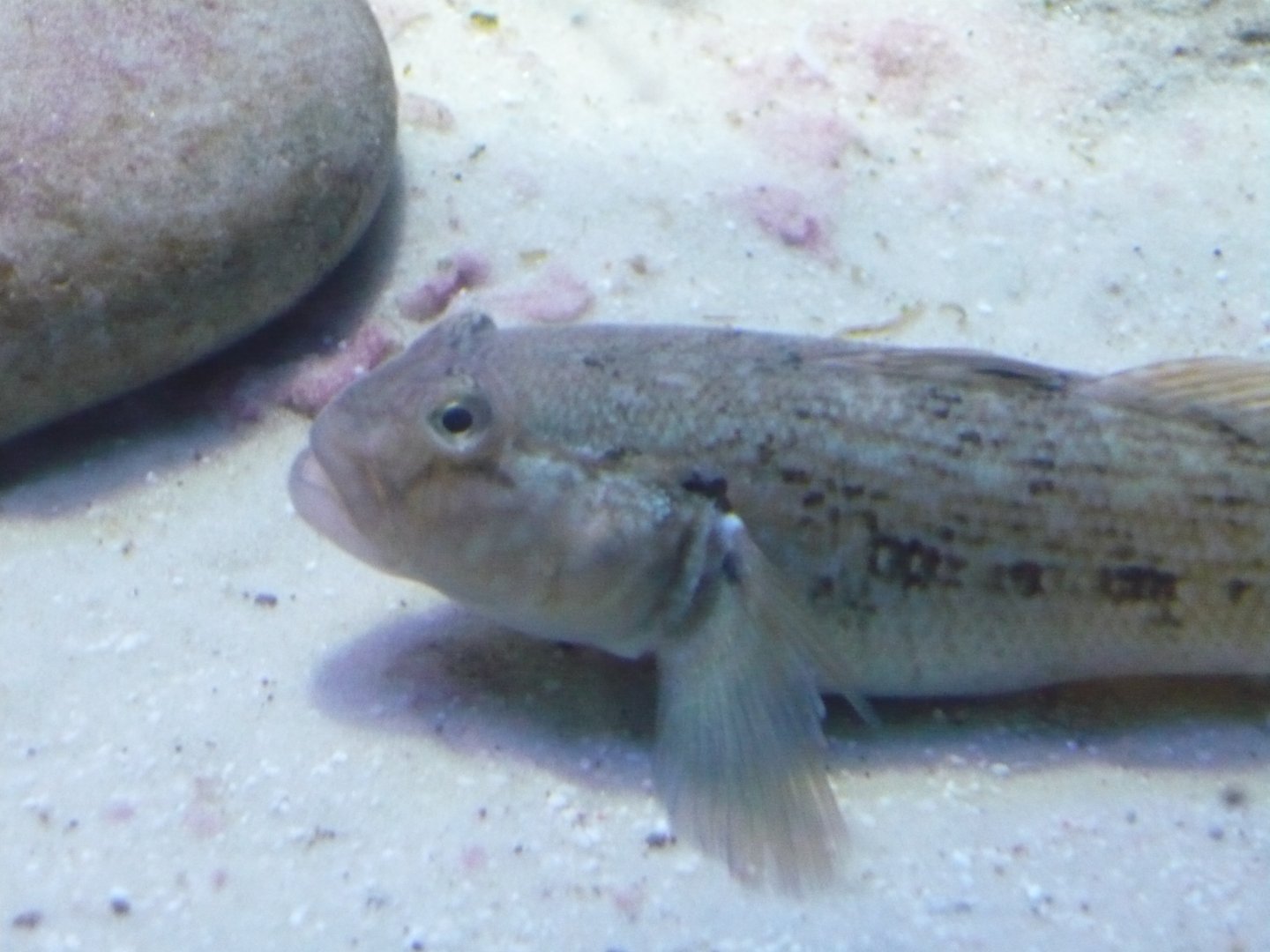 Round goby