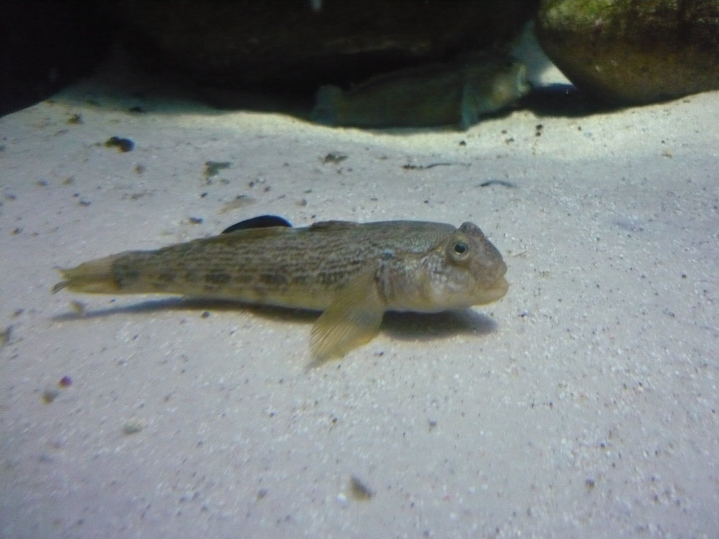Round goby
