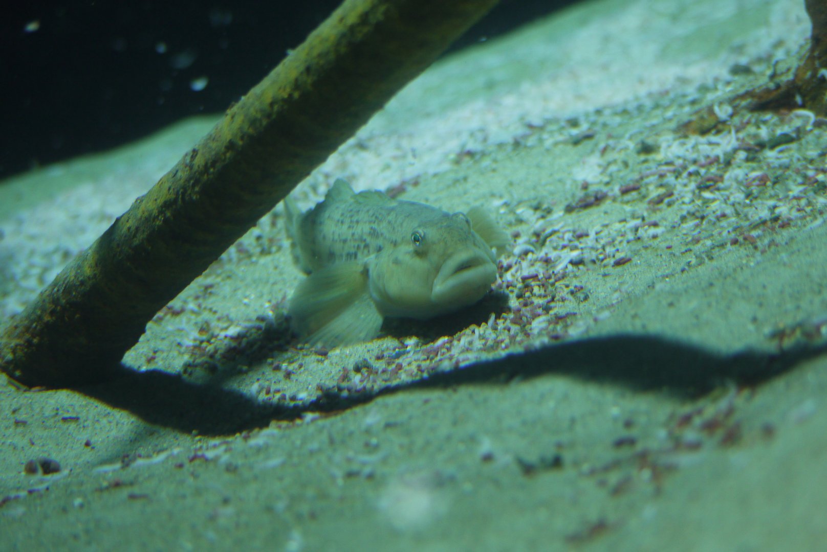Round Goby