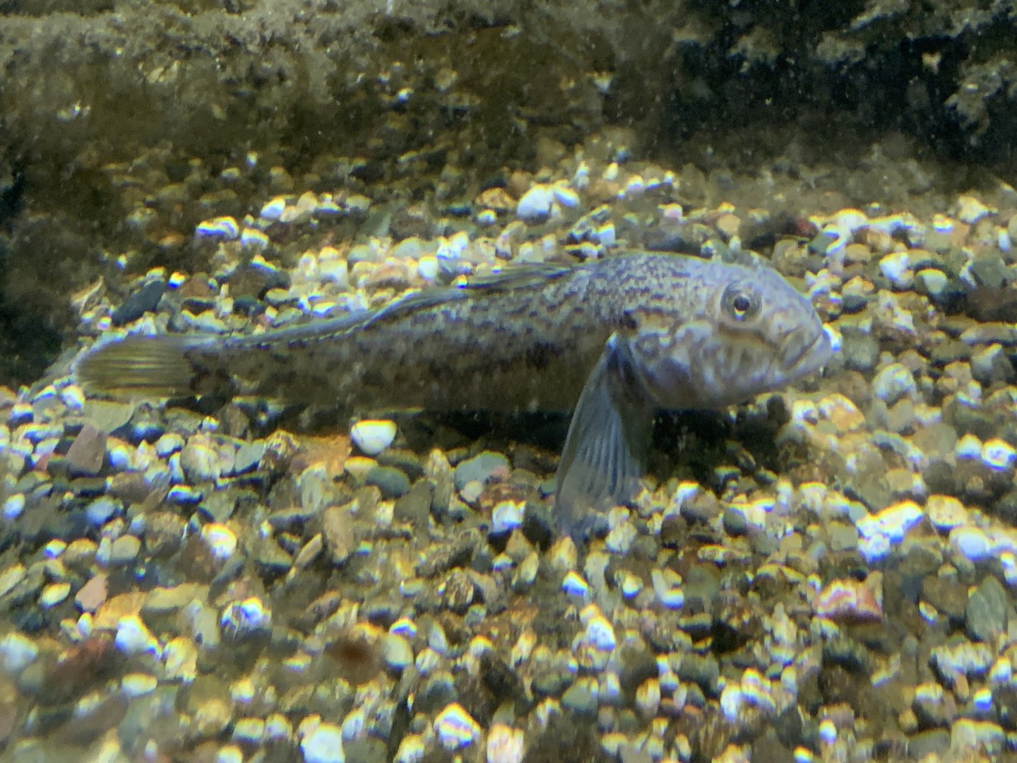 Round goby