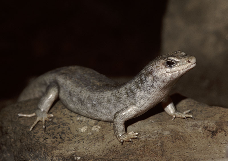 Round Island skink 1983