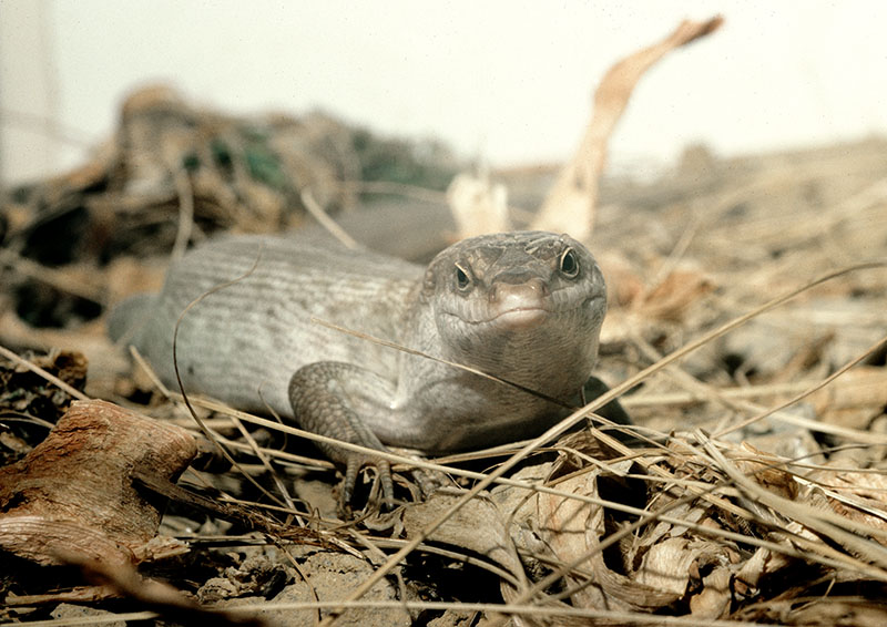 Round Island skink 1983