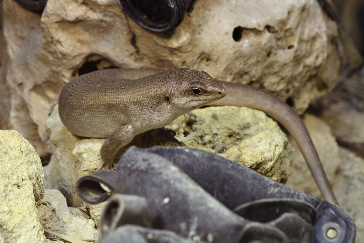 Round Island Skink at ZSL London Zoo 2/11/2018