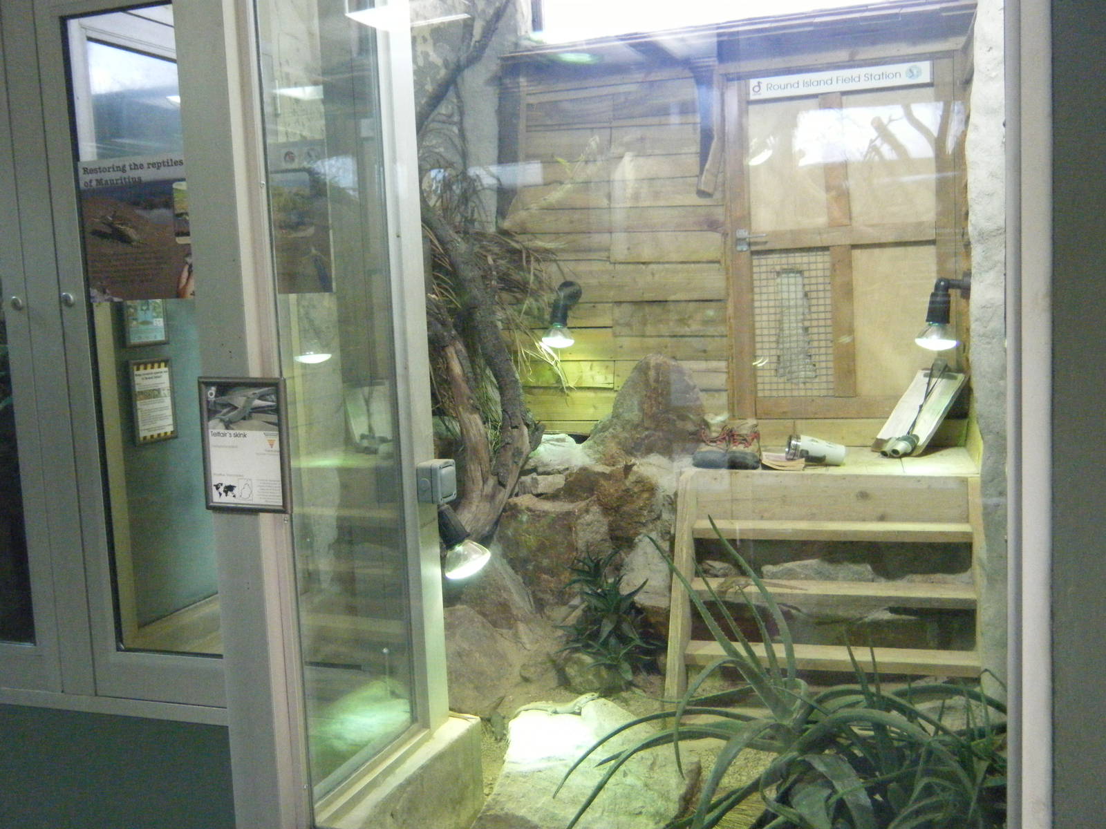 Round Island Skink Enclosure