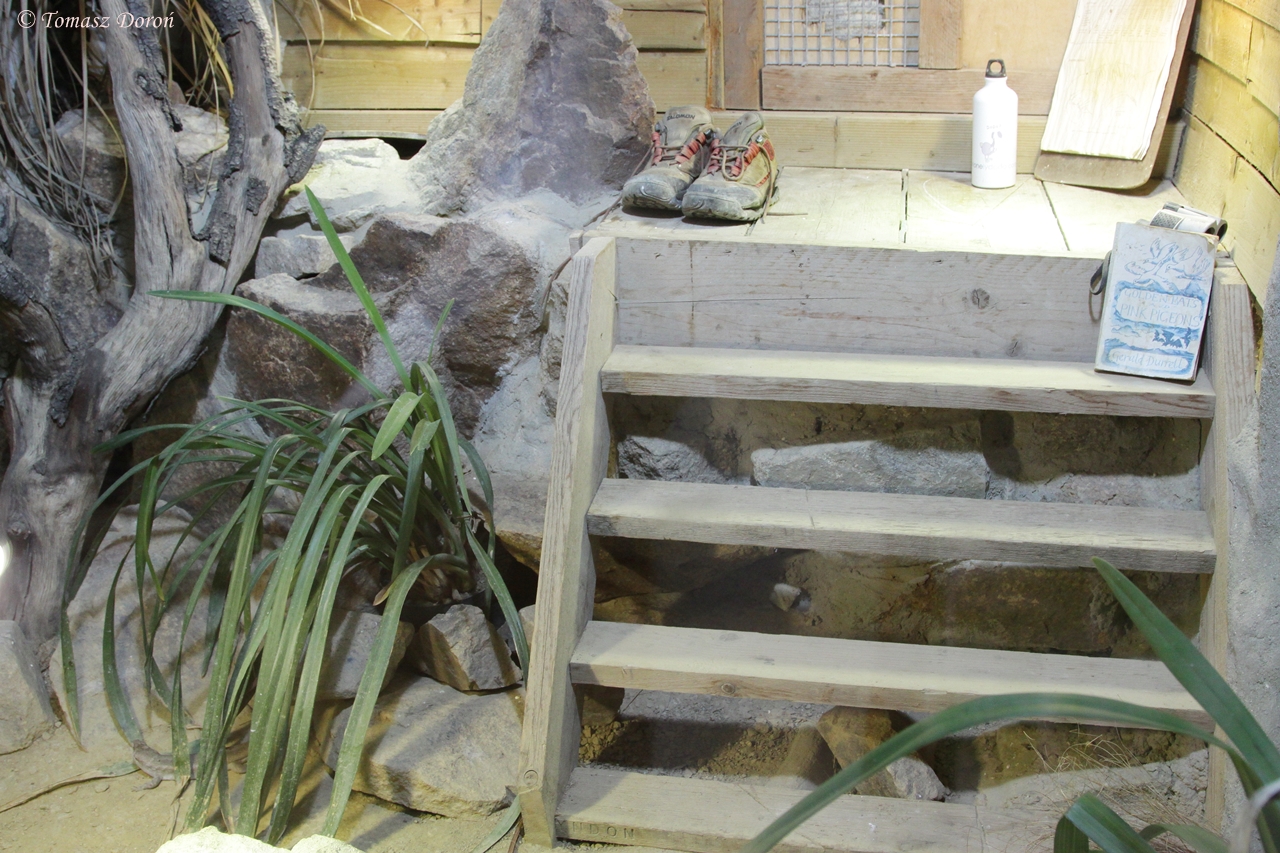 Round Island Skink (Leiolopisma telfairi) enclosure