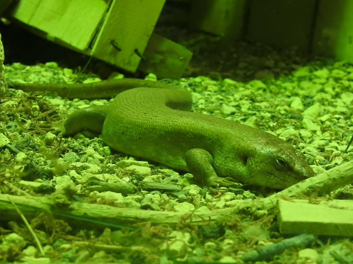 Round Island Skink (Leiolopisma telfairii)