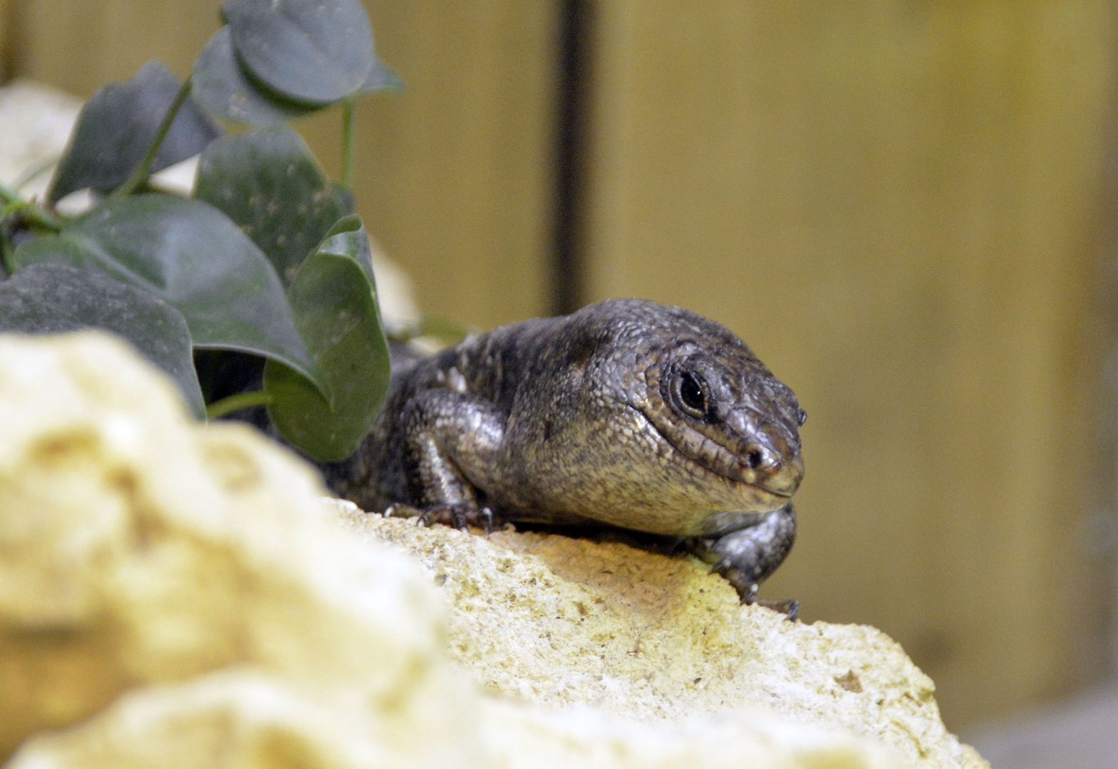 Round Island Skink London zoo 25 07 2020