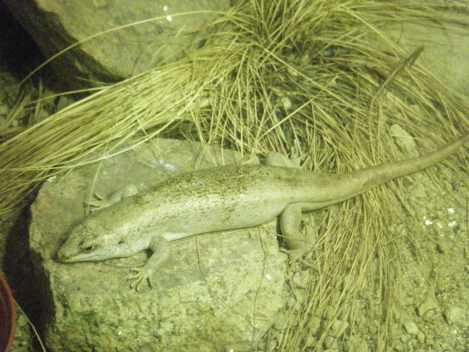 Round Island Skink