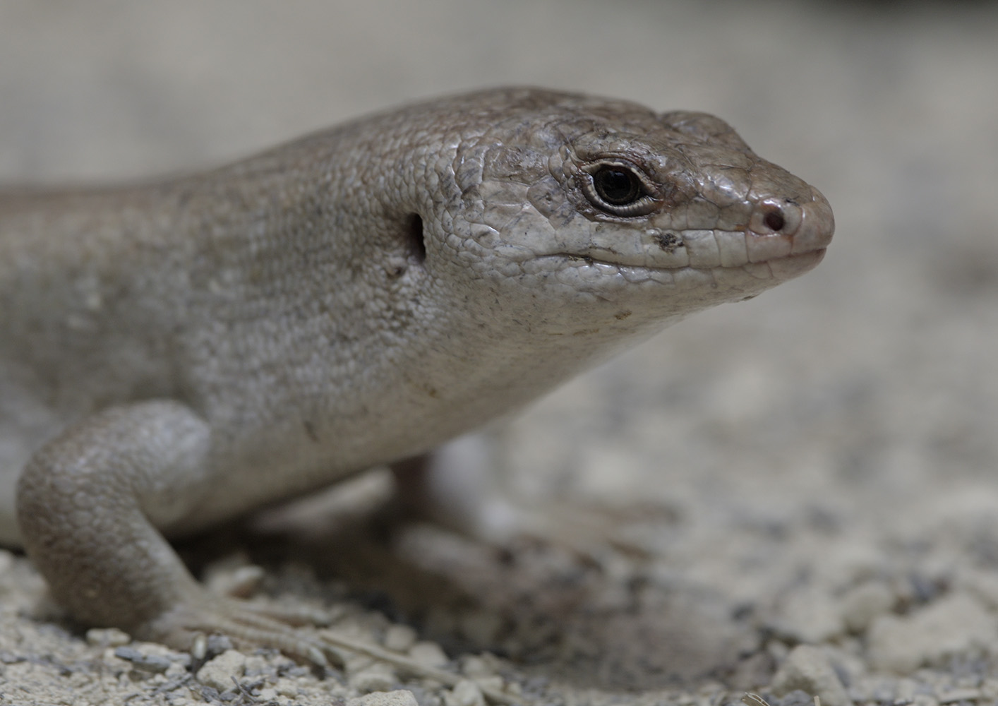 Round Island skink