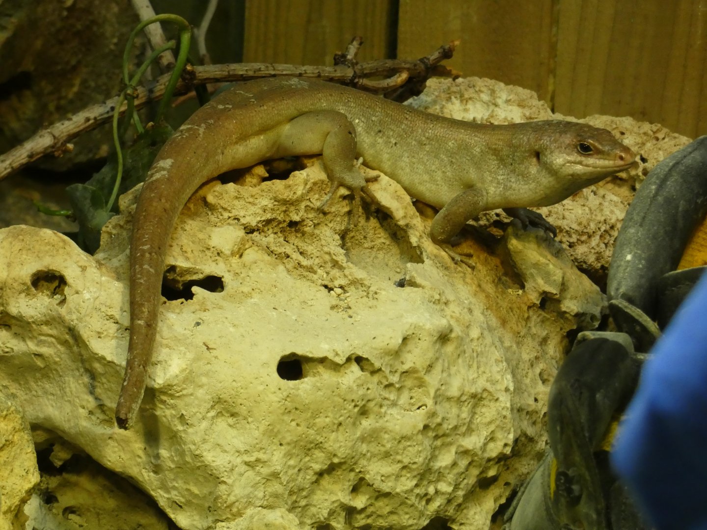 Round Island Skink