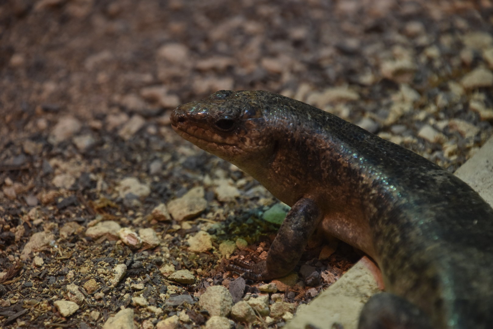 Round Island skink