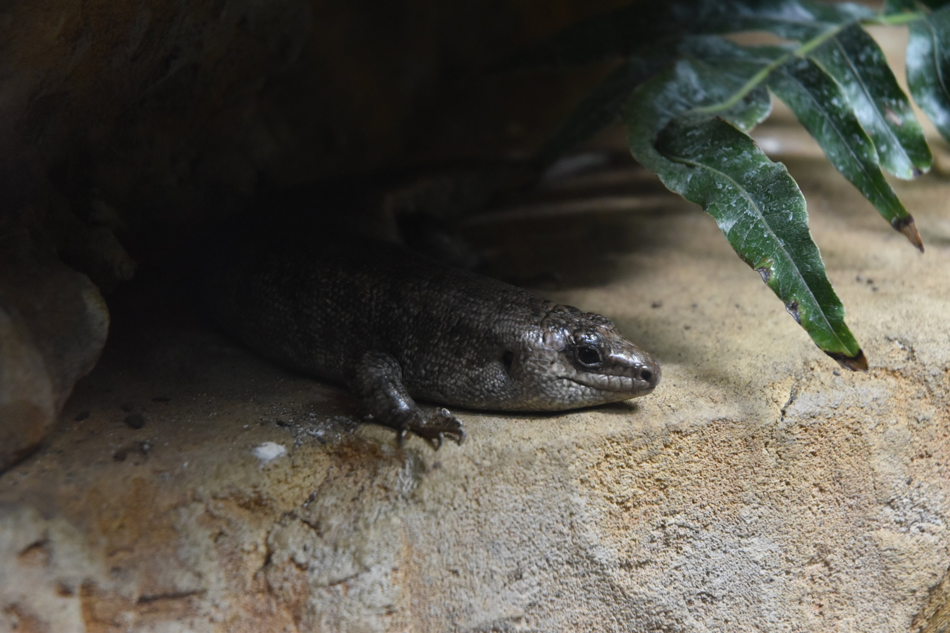 Round Island (Telfair's) Skink at London, 22nd June 2024