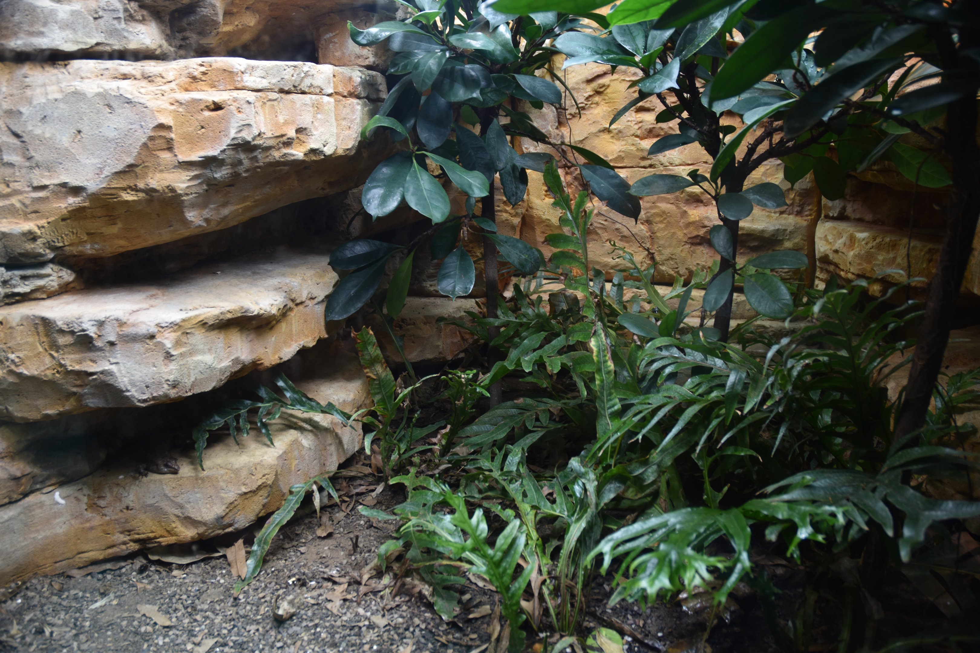 Round Island (Telfair's) Skink Enclosure in the New Reptile House at London, 22nd June 2024