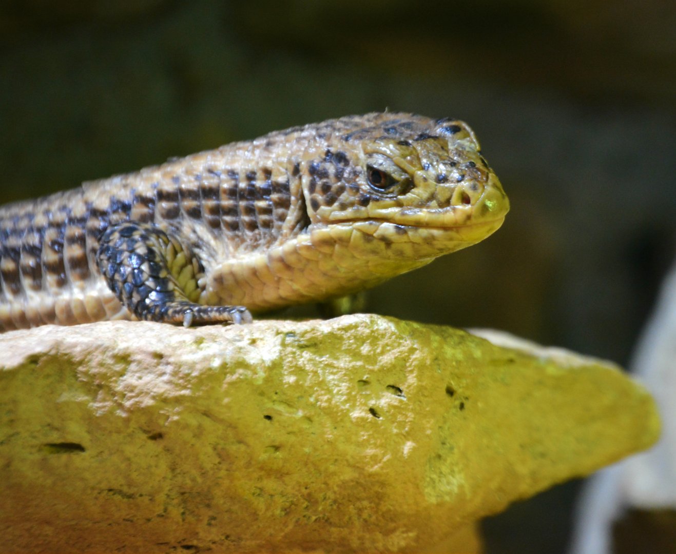 Round Nosed Plated Lizard