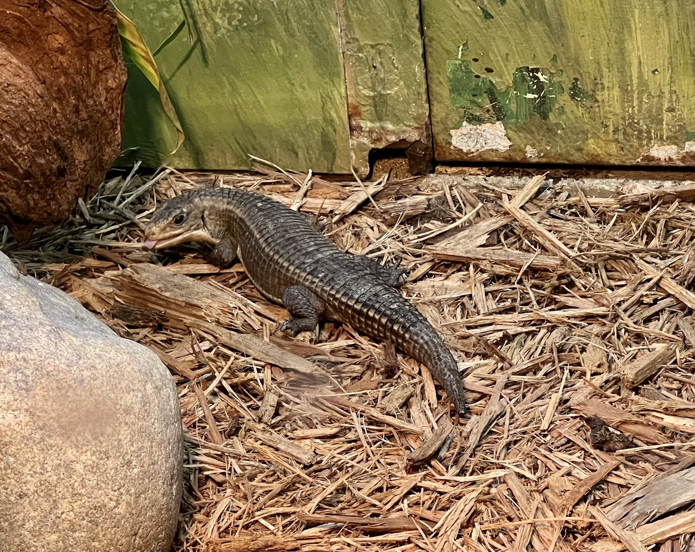 Round Nosed Plated Lizard