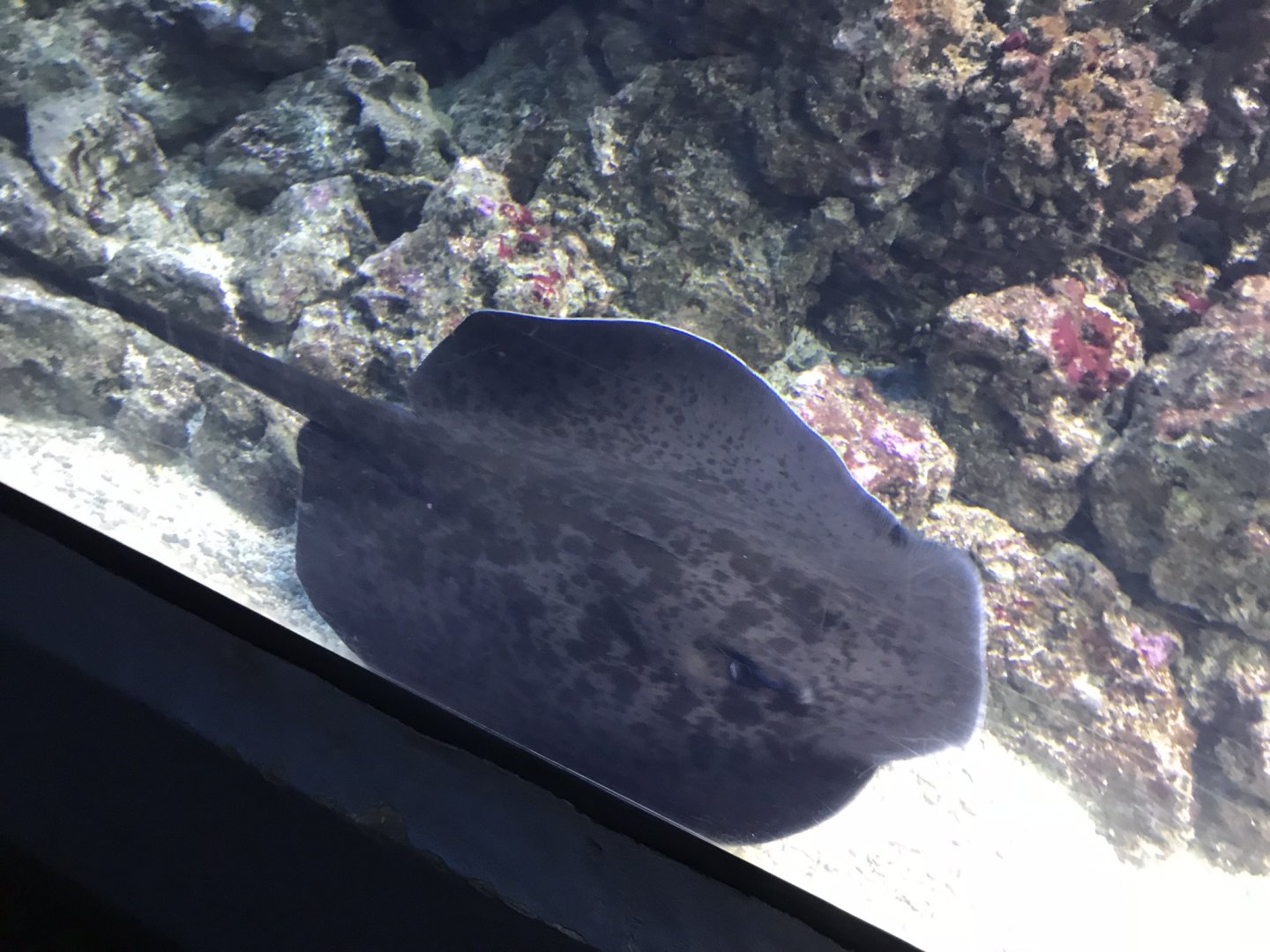 Round ribbontail ray 280118
