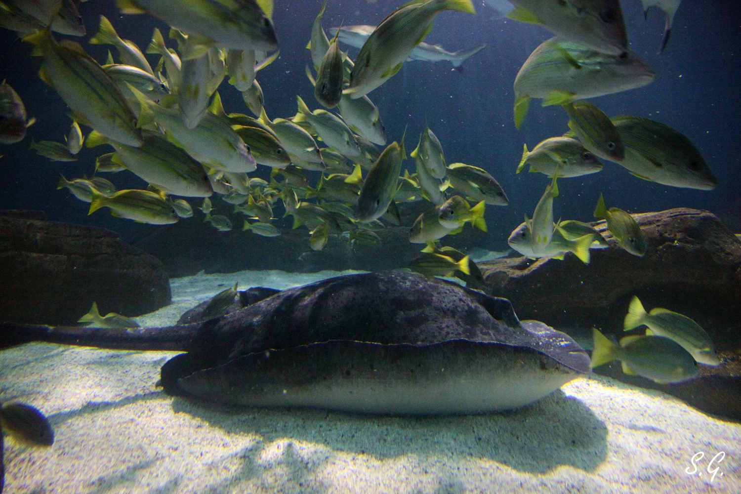 Round ribbontail ray and group of Yellow-lined grunter