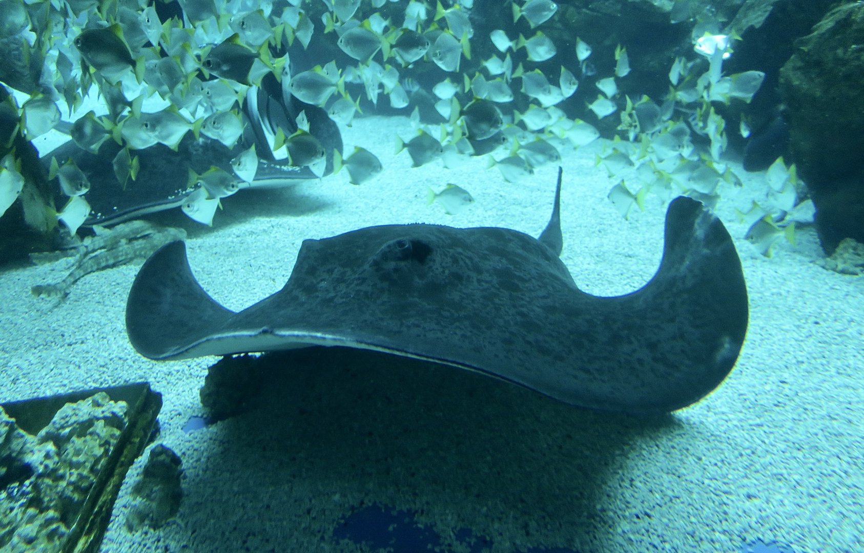 Round Ribbontail Ray (Taeniurops meyeni) - Xpark