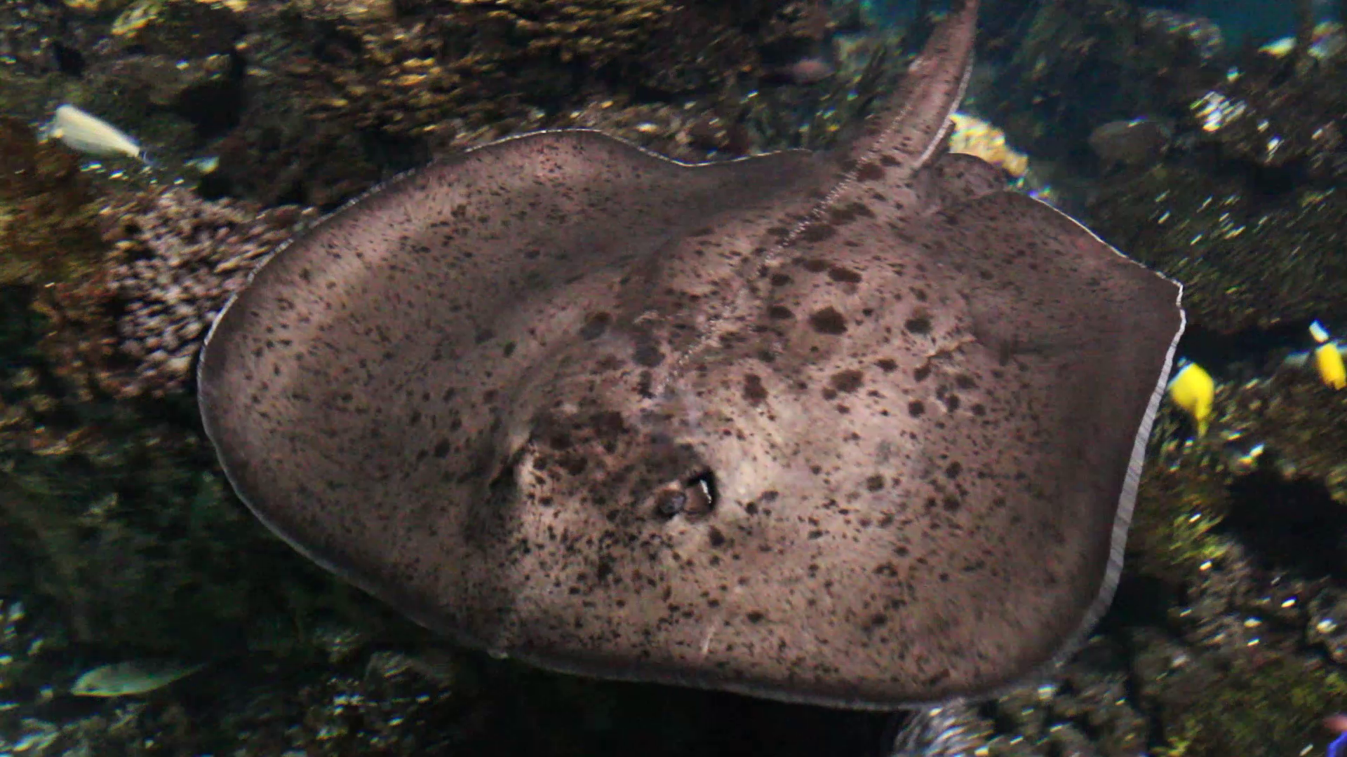 Round ribbontail ray (Taeniurops meyeni)