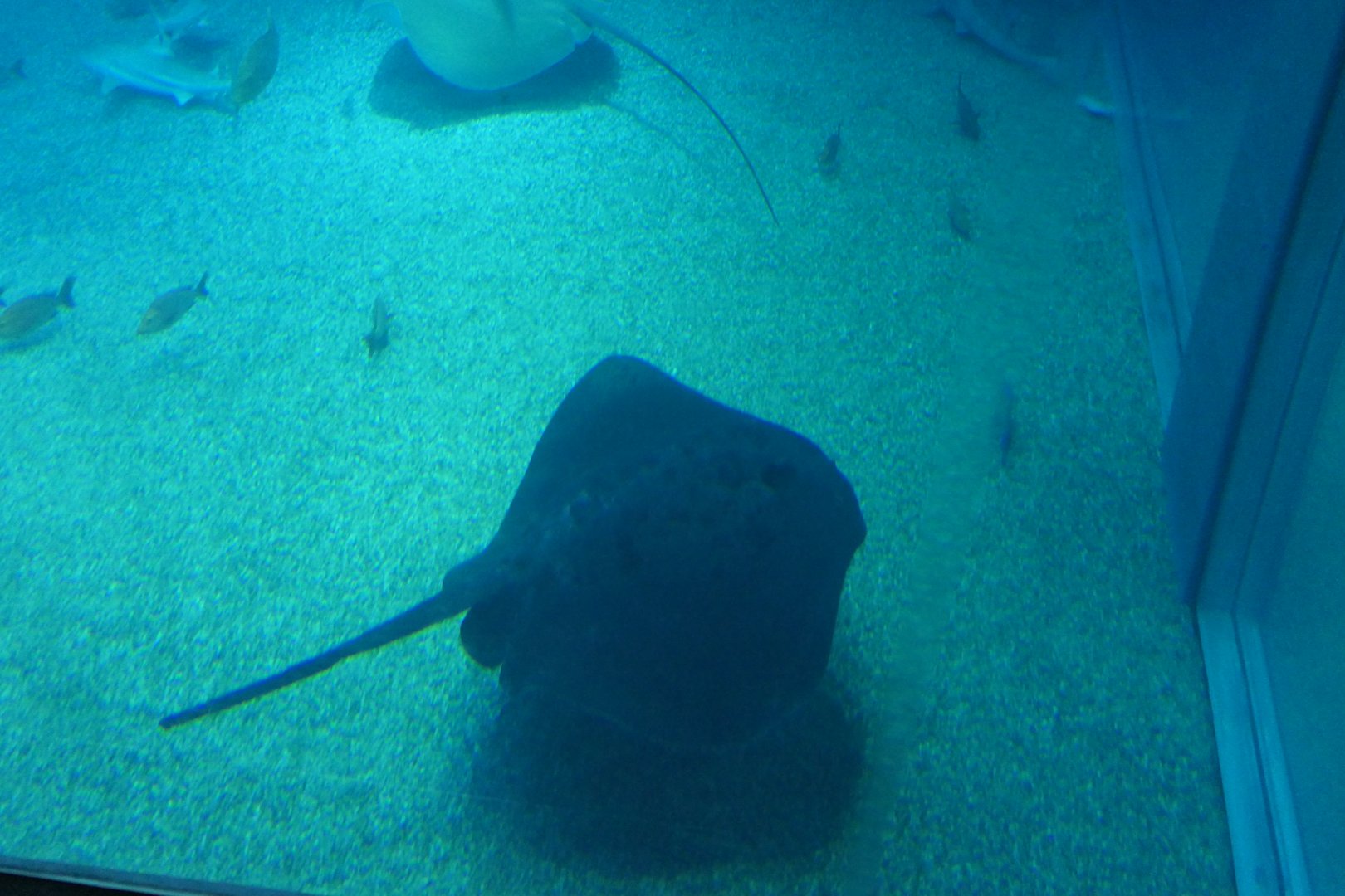 Round Ribbontail Ray (Taeniurops meyeni)