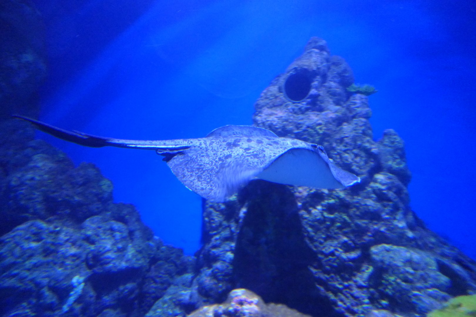 Round Ribbontail Ray (Taeniurops meyeni)