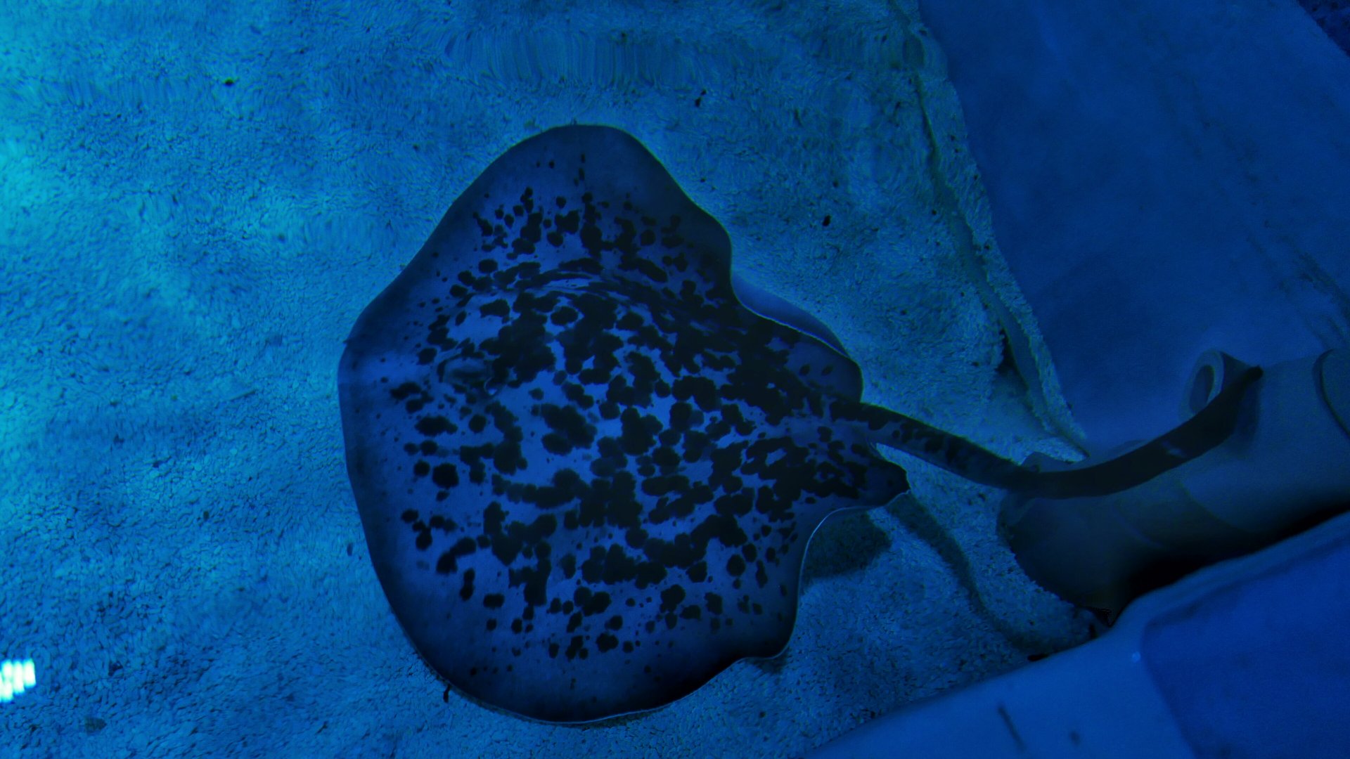 Round Ribbontail Ray