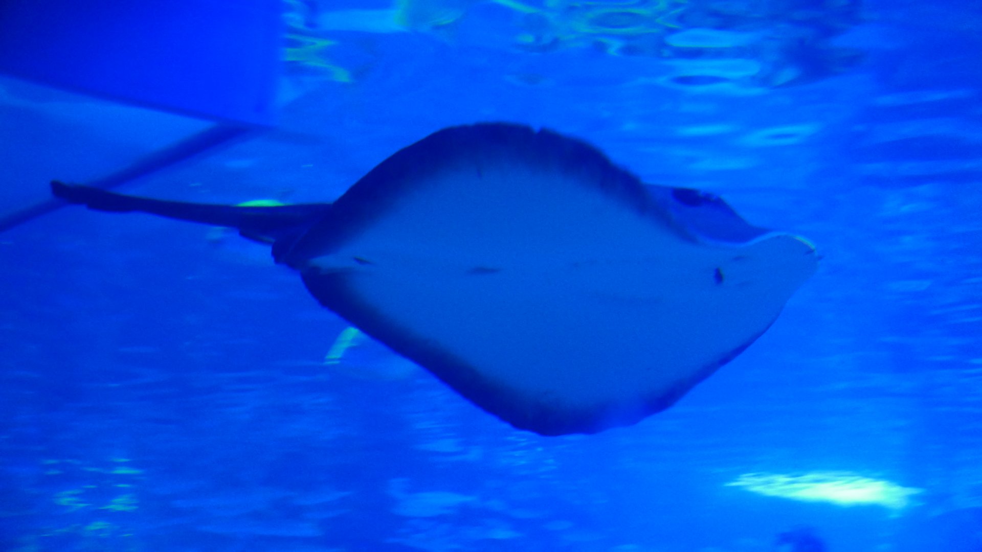 Round Ribbontail Ray