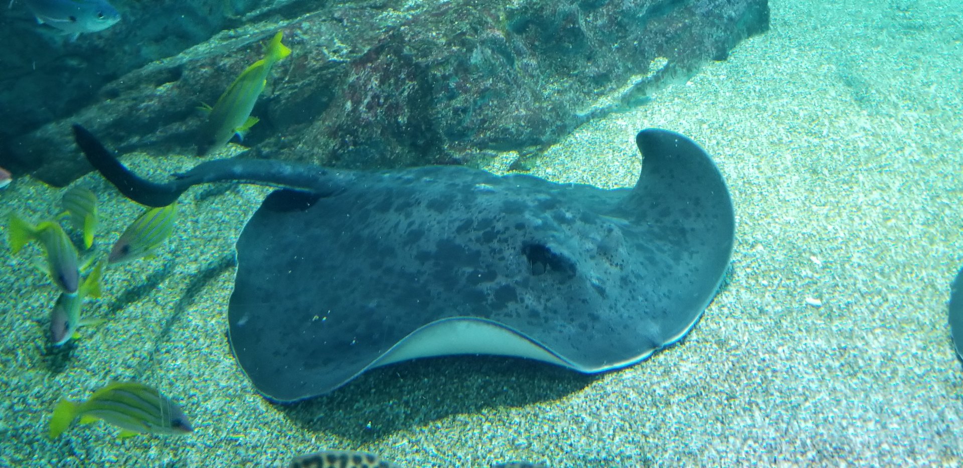 Round Ribbontail Ray