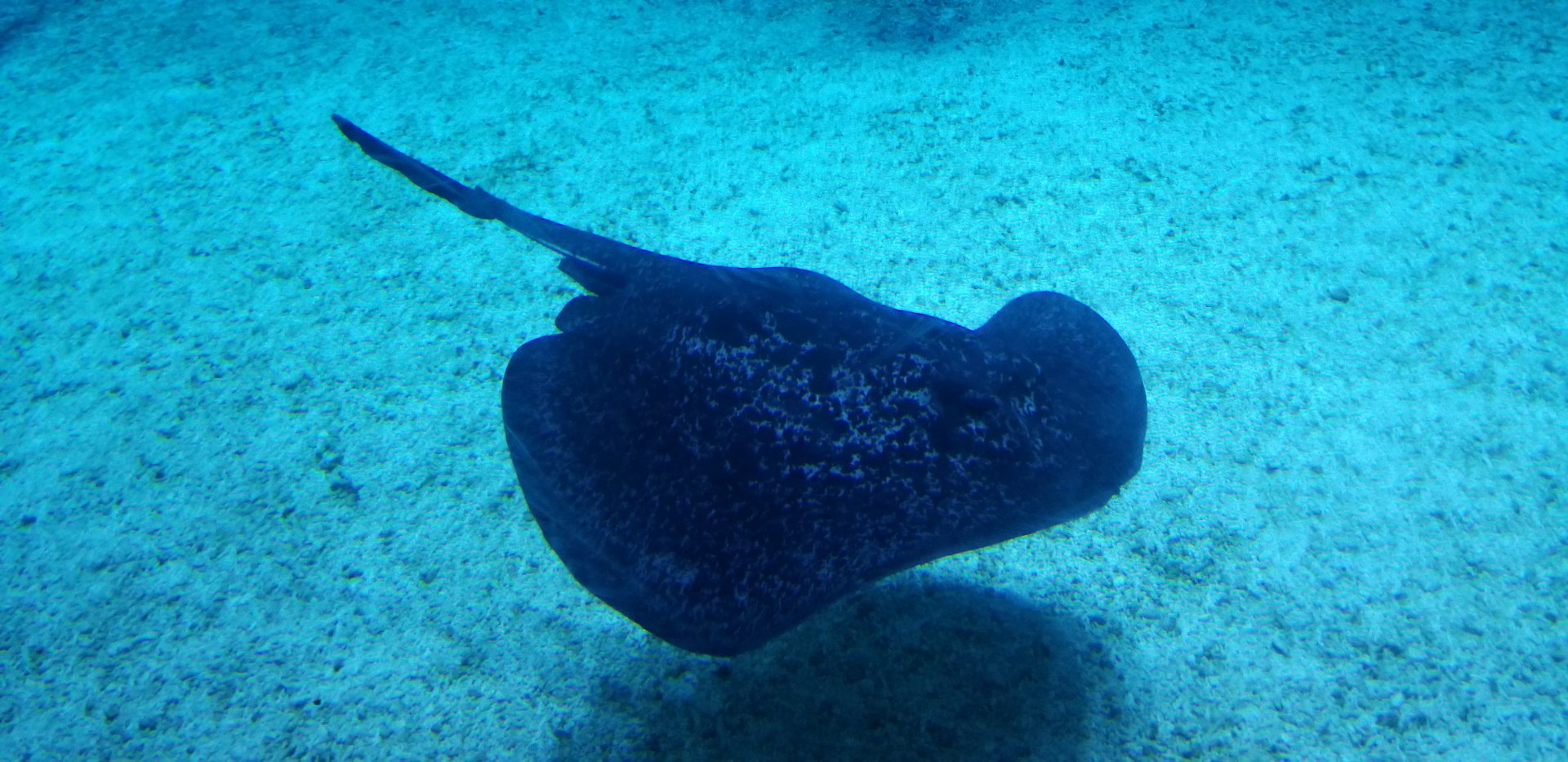 Round Ribbontail Ray